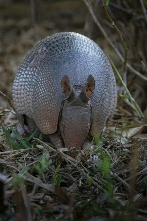 armadillo